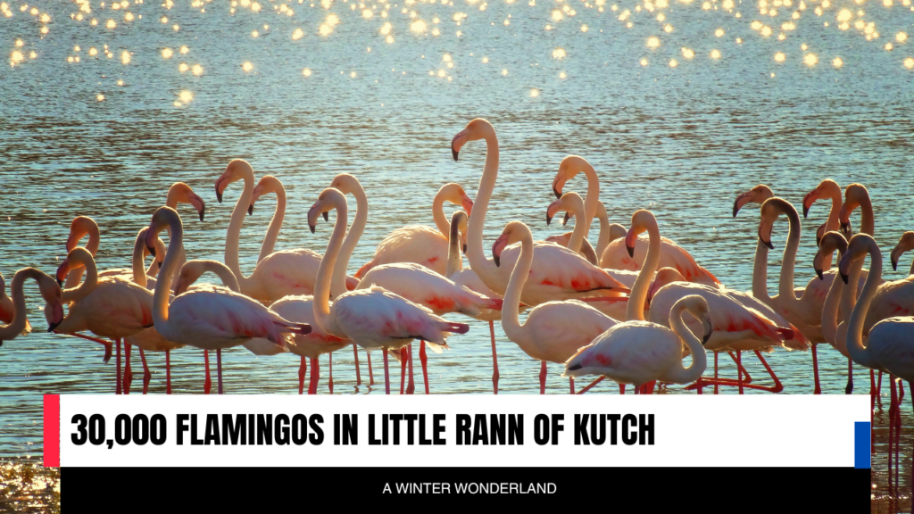 30,000 Flamingos in Little Rann of Kutch: