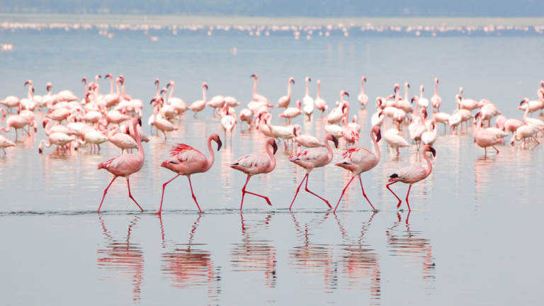 30,000 Flamingos in Little Rann of Kutch: A Spectacular Natural Phenomenon