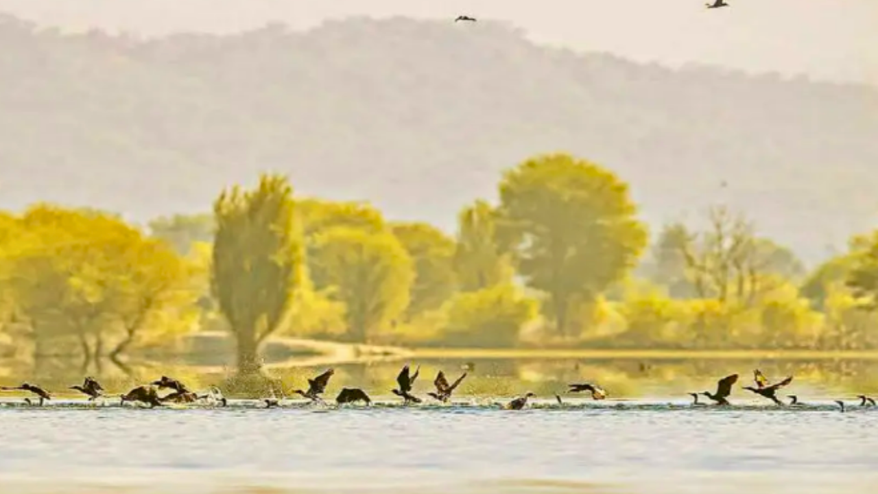 Birds Take Flight at Jawai Dam: A Spectacle Worth Watching