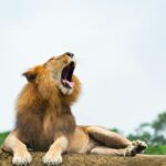 Gir lions coastal life Gujarat