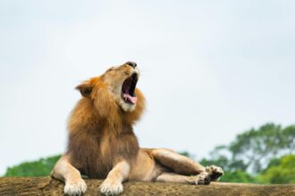 Gir lions coastal life Gujarat