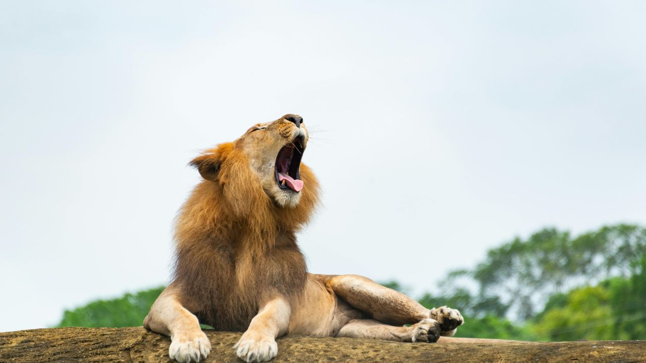 Gir lions coastal life Gujarat