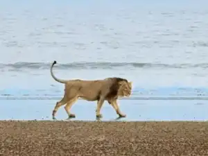 Gir lions coastal life Gujarat